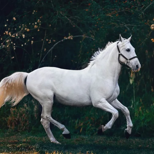 Factors to Consider When Buying Horse Clippers